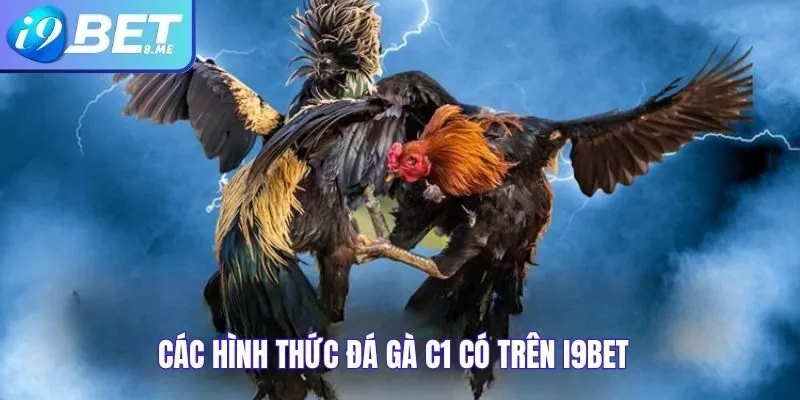 Các Hình Thức Đá Gà C1 Có Trên i9bet