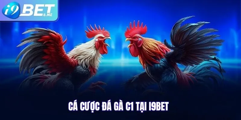 Đá gà C1 I9bet