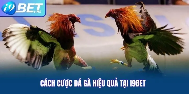 Cách Cược Đá Gà Hiệu Quả Tại i9bet